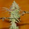 Colossus feminised GanjaVIP Seeds Colossus feminised GanjaVIP Seeds