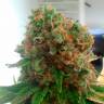 Colossus feminised GanjaVIP Seeds Colossus feminised GanjaVIP Seeds