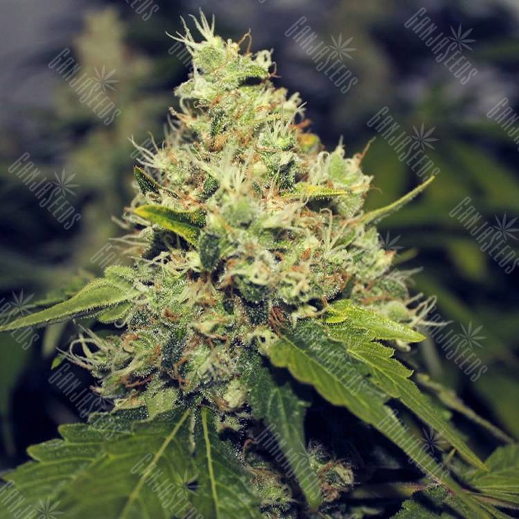 семена конопли интернет магазин Moby Dick feminised Green House Seeds семена конопли интернет магазин Moby Dick feminised Green House Seeds