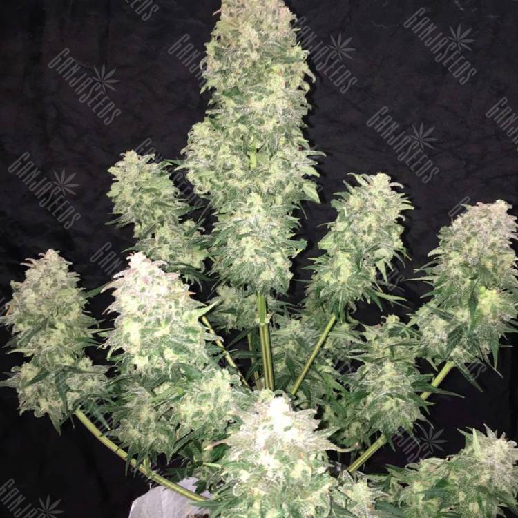 заказать в России Auto Haze XXL feminised заказать в России Auto Haze XXL feminised