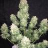 заказать в России Auto Haze XXL feminised заказать в России Auto Haze XXL feminised