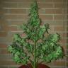 семена конопли скороспелый купить Auto Buddha Magnum feminised Buddha Seeds семена конопли скороспелый купить Auto Buddha Magnum feminised Buddha Seeds