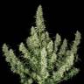 семена конопли гидропоники Auto Buddha Magnum feminised Buddha Seeds семена конопли гидропоники Auto Buddha Magnum feminised Buddha Seeds
