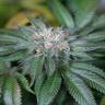 семена конопли гидропоники Master Kush feminised Humboldt Seeds семена конопли гидропоники Master Kush feminised Humboldt Seeds