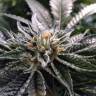семена конопли дешево Master Kush feminised Humboldt Seeds семена конопли дешево Master Kush feminised Humboldt Seeds