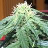 Auto Big Devil #2 feminised Sweet Seeds Auto Big Devil #2 feminised Sweet Seeds