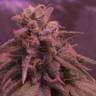 где заказать семена конопли Ice Cool feminised Sweet Seeds где заказать семена конопли Ice Cool feminised Sweet Seeds