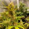 Семена каннабиса Auto Critical Hog feminised Ganja Seeds Семена каннабиса Auto Critical Hog feminised Ganja Seeds