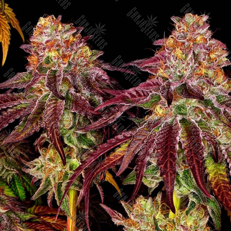 Семена каннабиса Auto Mimosa feminised GanjaSeeds купить Семена каннабиса Auto Mimosa feminised GanjaSeeds купить