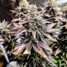 Семена каннабиса Auto Mimosa feminised GanjaSeeds недорого Семена каннабиса Auto Mimosa feminised GanjaSeeds недорого
