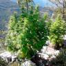 Daken feminised GanjaVIP Seeds Daken feminised GanjaVIP Seeds