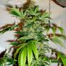 Daken feminised GanjaVIP Seeds Daken feminised GanjaVIP Seeds