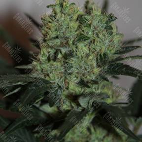 Ladyburn 1974 feminised Green House Seeds