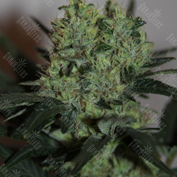 семена сортовой конопли Ladyburn 1974 feminised Green House Seeds семена сортовой конопли Ladyburn 1974 feminised Green House Seeds