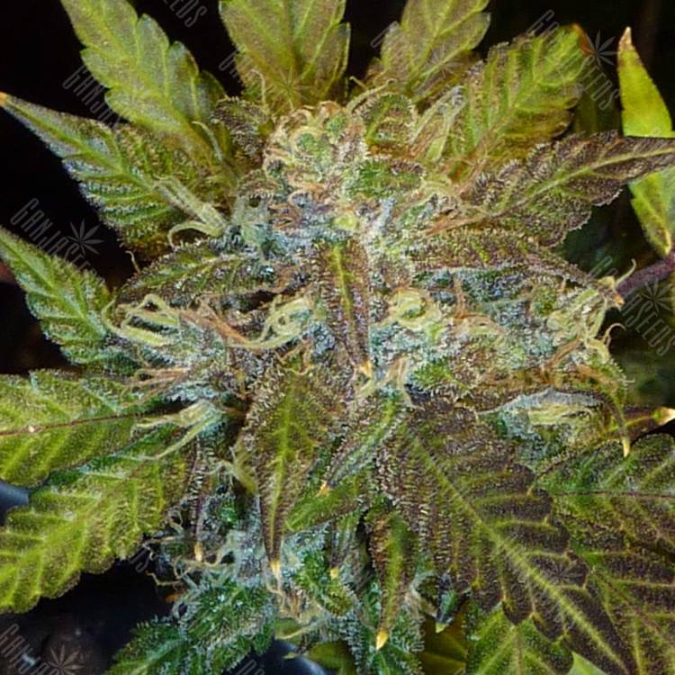 купить в России семена семена Auto Kush'N'Cheese feminised