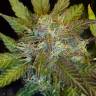 купить в России семена семена Auto Kush'N'Cheese feminised