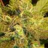 заказать семена Auto Kush'N'Cheese feminised
