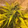где заказать семена конопли Green Poison regular Ganja Seeds где заказать семена конопли Green Poison regular Ganja Seeds