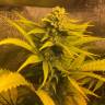 семена конопли наложенным платежом Green Poison regular Ganja Seeds семена конопли наложенным платежом Green Poison regular Ganja Seeds