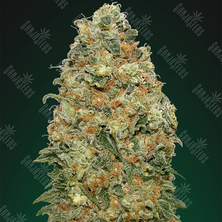 где можно заказать семена конопли White Widow feminised 00 Seeds где можно заказать семена конопли White Widow feminised 00 Seeds