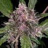 где можно заказать семена конопли Auto Crystal Meth feminised Fast Buds