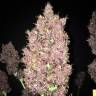 хорошие семена конопли Auto Crystal Meth feminised Fast Buds