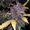 конопля семена сорта заказать Auto Crystal Meth feminised Fast Buds