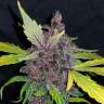 семена конопли курьером Auto Crystal Meth feminised Fast Buds