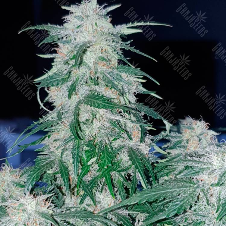 Семена конопли Auto Northern Hog feminised Ganja Seeds Семена конопли Auto Northern Hog feminised Ganja Seeds