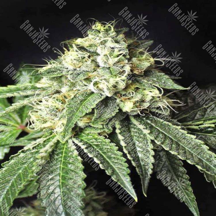 Pablo Escobar feminised Ganja Seeds Pablo Escobar feminised Ganja Seeds
