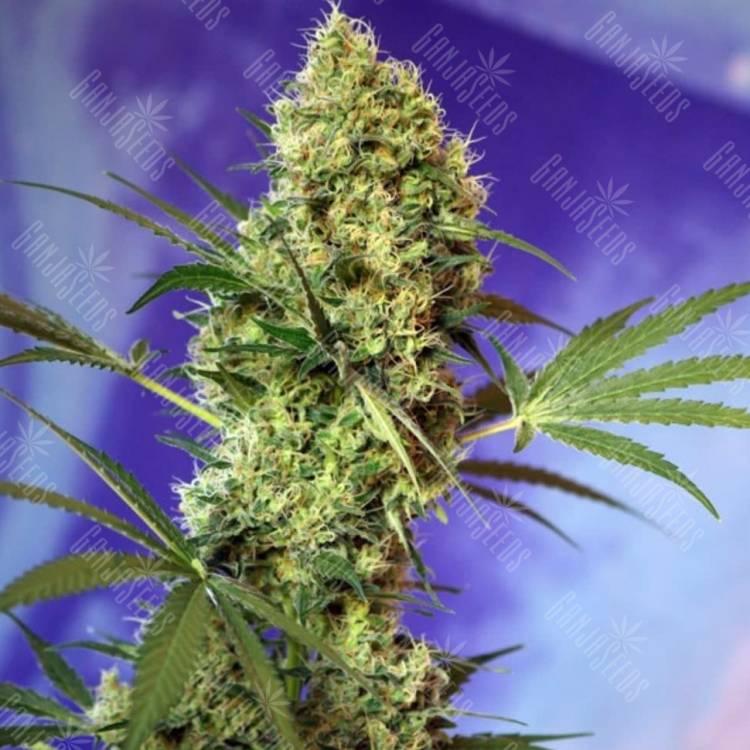 семена конопли с доставкой Auto Hell's Angel OG feminised
семена конопли с доставкой Auto Hell's Angel OG feminised