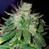 семена конопли для посадки купить Auto Hindu Kush feminised семена конопли для посадки купить Auto Hindu Kush feminised