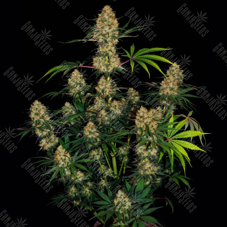 семена конопли для курения Auto Hindu Kush feminised семена конопли для курения Auto Hindu Kush feminised
