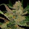 семена конопли Россия Auto Hindu Kush feminised семена конопли Россия Auto Hindu Kush feminised