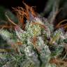 семена конопли медицинской Auto Hindu Kush feminised семена конопли медицинской Auto Hindu Kush feminised