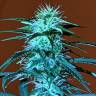 семена конопли наложенным платежом Anesthesia regular Ganja Seeds семена конопли наложенным платежом Anesthesia regular Ganja Seeds