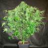 семена конопли с доставкой Auto OG Kush feminised семена конопли с доставкой Auto OG Kush feminised