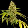 семена конопли в фирменной упаковке Auto OG Kush feminised семена конопли в фирменной упаковке Auto OG Kush feminised