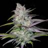 семена конопли в оригинальных упаковках Arjan's Haze 2 feminised Green House Seeds семена конопли в оригинальных упаковках Arjan's Haze 2 feminised Green House Seeds