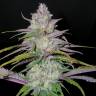 семена конопли недорого Arjan's Haze 2 feminised Green House Seeds семена конопли недорого Arjan's Haze 2 feminised Green House Seeds