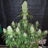 урожайные семена конопли Arjan's Haze 2 feminised Green House Seeds урожайные семена конопли Arjan's Haze 2 feminised Green House Seeds