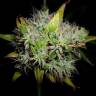 семена конопли Arjan's Haze 2 feminised Green House Seeds семена конопли Arjan's Haze 2 feminised Green House Seeds