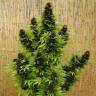 Hollands Hope feminised Dutch Passion Seeds