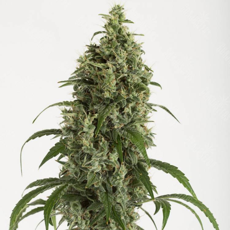 купить семена конопли Auto Moby Dick feminised купить семена конопли Auto Moby Dick feminised