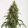 купить семена конопли Auto Moby Dick feminised купить семена конопли Auto Moby Dick feminised