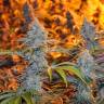 White Haze feminised Breeders Community Seeds