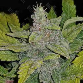 Auto CBD Crack feminised Fast Buds