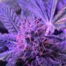 семена конопли Shining Silver Haze feminised Royal Queen семена конопли Shining Silver Haze feminised Royal Queen