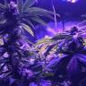 где заказать семена конопли Shining Silver Haze feminised Royal Queen где заказать семена конопли Shining Silver Haze feminised Royal Queen