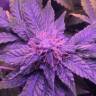 семена конопли почтой Shining Silver Haze feminised Royal Queen семена конопли почтой Shining Silver Haze feminised Royal Queen